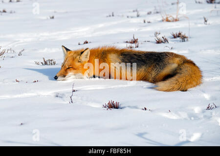 Roter Fuchs im Schnee Stockfoto