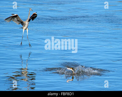 Great Blue Heron Landung auf Doppel-Crested Kormoran mit Fisch Stockfoto