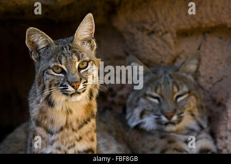 Zwei Luchse (Lynx Rufus / Felis Rufus) ruhen im Schatten am Höhleneingang, ursprünglich aus südlichen Kanada, Nordamerika und Mexiko Stockfoto