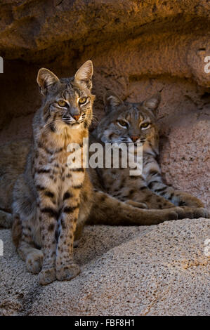 Zwei Luchse (Lynx Rufus / Felis Rufus) ruhen im Schatten am Höhleneingang, ursprünglich aus südlichen Kanada, Nordamerika und Mexiko Stockfoto