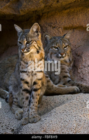 Zwei Luchse (Lynx Rufus / Felis Rufus) ruhen im Schatten am Höhleneingang, ursprünglich aus südlichen Kanada, Nordamerika und Mexiko Stockfoto