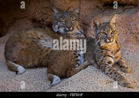 Zwei Luchse (Lynx Rufus / Felis Rufus) ruhen im Schatten am Höhleneingang, ursprünglich aus südlichen Kanada, Nordamerika und Mexiko Stockfoto