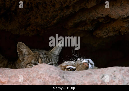 Zwei Luchse (Lynx Rufus / Felis Rufus) ruhen im Schatten am Höhleneingang, ursprünglich aus südlichen Kanada, Nordamerika und Mexiko Stockfoto