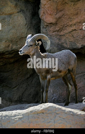 Nelsons Dickhornschaf / Wüste Dickhornschafe (Ovis Canadensis Nelsoni) männlich auf Sims in Felswand, Native uns Wüsten, Mexiko Stockfoto