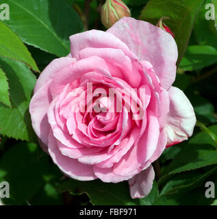 Englische Rose, Gertrude Jekyll Stockfoto