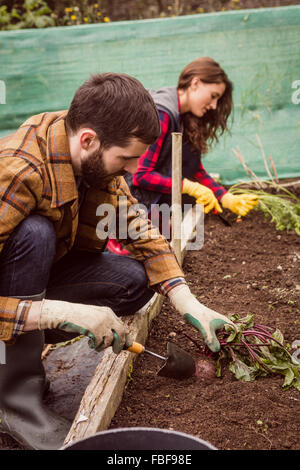 Glückliches Paar gemeinsam ernten Stockfoto