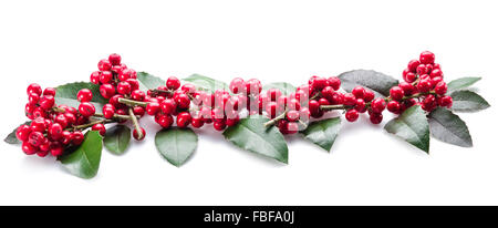 Stechpalme (Ilex) Blätter und Früchte auf einem weißen Hintergrund. Stockfoto