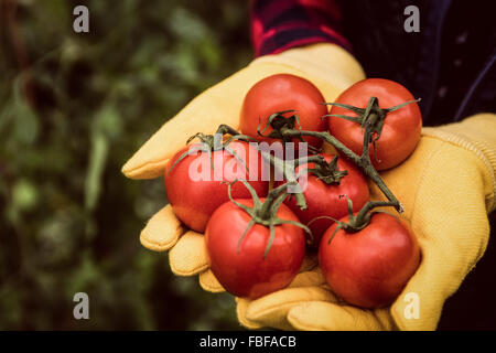 Nahaufnahme von Frau mit Tomaten Stockfoto