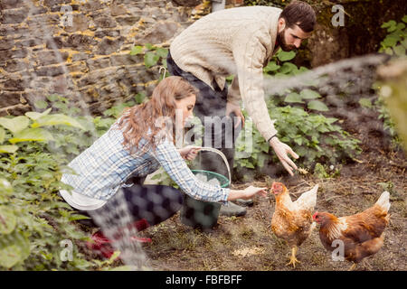Paar Fütterung Huhn zusammen Stockfoto