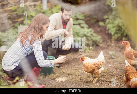 Paar Fütterung Huhn zusammen Stockfoto