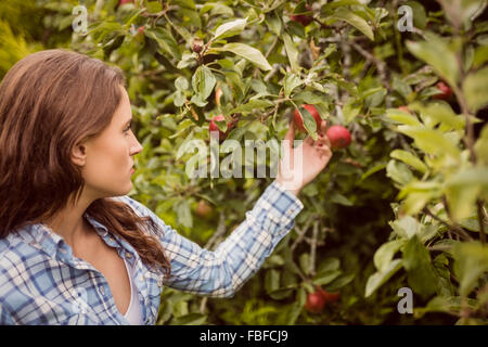 Frau betrachten Apfelbaum Stockfoto
