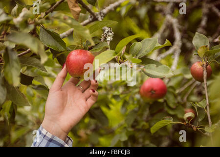 Frau berühren Apfelbaum Stockfoto