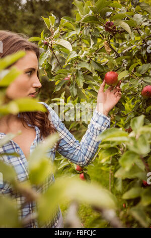 Frau auf der Suche und berührende Apfel Stockfoto