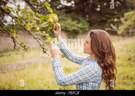 Landwirt Frau berühren Apfel Stockfoto