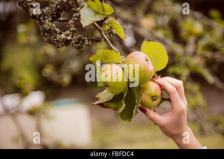 Frau berühren Apfelbaum Stockfoto