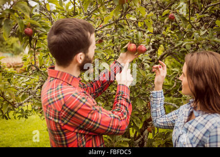 Paar auf der Suche im Apfelbaum Stockfoto