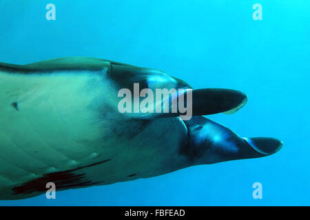 Nahaufnahme von einem Mantarochen (Manta Birostris) bei Nusa Penida. Bali, Indonesien Stockfoto