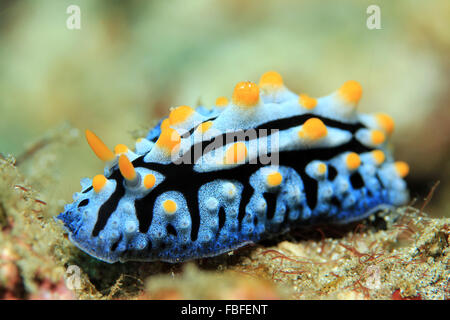 Krampfadern Warze Slug (Phyllidia Varicosa). Padang Bai, Bali, Indonesien Stockfoto