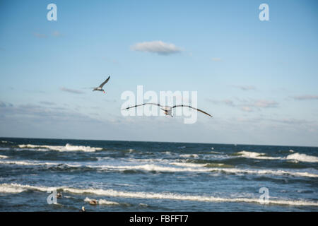 Unreife Ring-billed Gull gleiten vom Ufer mit ausgebreiteten Flügeln in den blauen Himmel über dem Atlantik, Daytona Beach, Florida, USA. Stockfoto