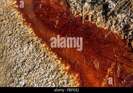 Wüste von Tabernas, die einzige wirkliche Wüste Europe.Salt und Mineralien durch Wasser-Ablauf im trockenen Flussbett hinterlegt. Provinz Almería Stockfoto