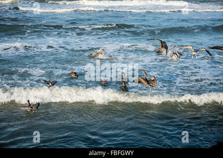 Eine Gruppe von braunen Pelikanen floating in der Nähe der Ufer in der Brandung im Winter in der Nähe von Daytona Beach, Florida. Stockfoto