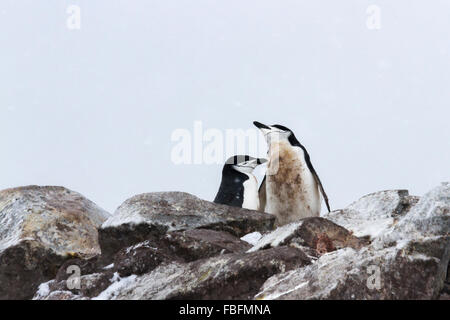 Paarung zweier Kinnriemen Pinguine auf Ronge Island, Antarktis. Stockfoto