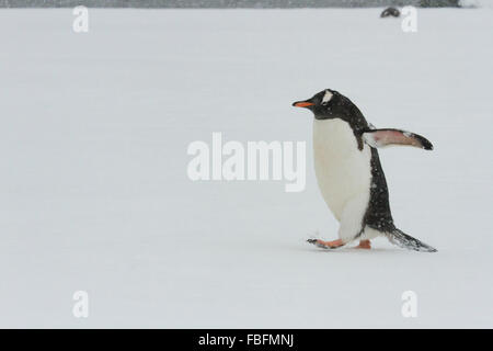 Gentoo Penguin Wandern im Schnee auf Ronge Island, Antarktis. Stockfoto