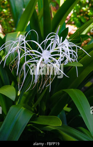 Spider Lily weiße tropische Blume in Tobago Karibik dekorativen bunten Hymenocallis Caribaea Stockfoto