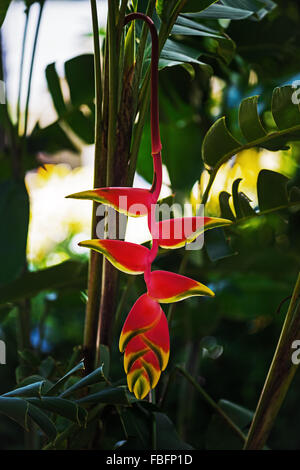 Hängende Hummer Klaue Heliconia Rostrata tropische Blume hell rote gelbe grüne Pflanze Flora in Tobago Karibik Stockfoto