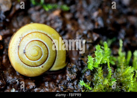 Brown-lippige Schnecke (Bänderschnecken Nemoralis). Eine Schnecke in die Familie Helicidae unter totem Holz und Moos Stockfoto