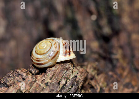 Weißlippen-Schnecke (Bänderschnecken Hortensis). Eine Schnecke in die Familie Helicidae auf abgestorbenem Holz Stockfoto