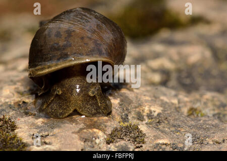 Großen Teich Schnecke (Lymnaea Stagnalis). Eine aquatische Schnecke in der Familie Lymnaeidae, krabbeln in Richtung Kamera Stockfoto