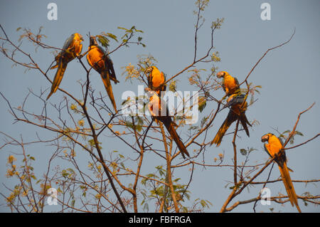 Aras auf einem Baum, brasilianische Fauna, Vögel aus der Steppe, Chapada Dos veadeiros Stockfoto