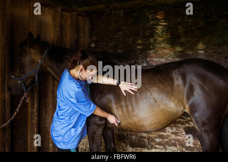 Tierarzt untersucht Pferd im Stall Stockfoto