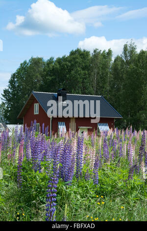 Lupinus, allgemein bekannt als Lupin oder Lupine (Nordamerika) ist eine Gattung von Blütenpflanzen in der Familie der Hülsenfrüchte, Fabaceae. Stockfoto