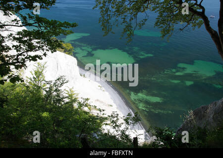 Mons Klint sind der 6 km langen Kreidefelsen entlang der östlichen Küste der dänischen Insel Mon in der Ostsee. Stockfoto