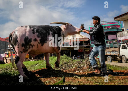 Man bereitet teure Art der Albino Wasserbüffel in Rantepao Viehmarkt, Toraja, Indonesien. Stockfoto