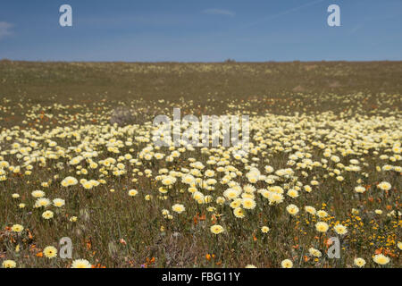 Antelope Valley Poppy Reserve in Kalifornien, Foto im Frühling. Stockfoto