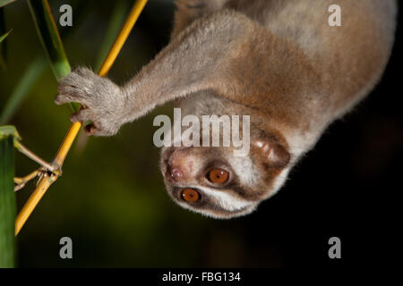 Wilde Javan Slow Loris (Nycticebus Javanicus) Abstieg Bambus Baum im natürlichen Lebensraum. Stockfoto