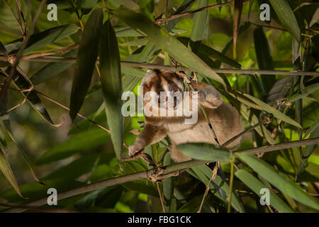 Wilde Javan Slow Loris (Nycticebus Javanicus) unter Bambus Blätter. Stockfoto