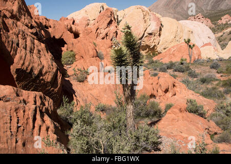 Whitney Pocket ist ein kleiner Bereich des gestreiften Sandsteinfelsen an der Gold Butte Backcountry Byway. Stockfoto