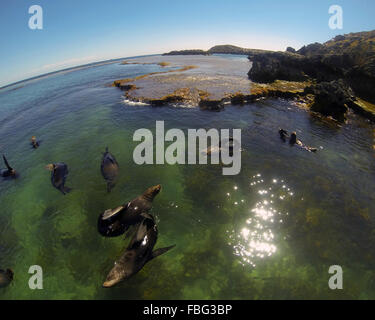 New Zealand Robben sonnen sich an der Oberfläche auf warmen Sommer Tag, Westpunkt, Rottnest Island, Western Australia Stockfoto