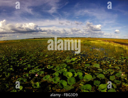 Luftbild von Seerosen und überfluteten Feuchtgebieten nahe der Autobahn Arnhemland während der Regenzeit, Kakadu-Nationalpark, Northe Stockfoto