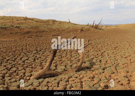 Kadaver von Vieh sind verstreut über den ausgetrockneten Molatedi Dam in North West Südafrika, die die schlimmste Dürre in Jahrzehnten erlebt, im Bild 15. November 2015. Foto: Stuart Graham/dpa Stockfoto