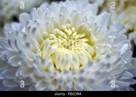 Weiße Chrysantheme Stockfoto