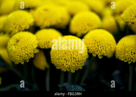 Gelbe Dahlie Josie Gott Stockfoto