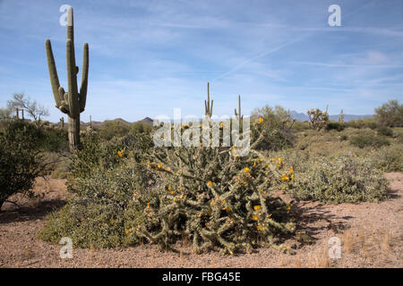 Lost Dutchman State Park ist ein 320 Hektar großen State Park in der Nähe der Superstition Mountains in Zentral-Arizona, USA. Stockfoto