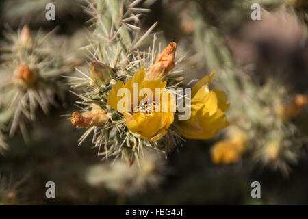 Lost Dutchman State Park ist ein 320 Hektar großen State Park in der Nähe der Superstition Mountains in Zentral-Arizona, USA. Stockfoto