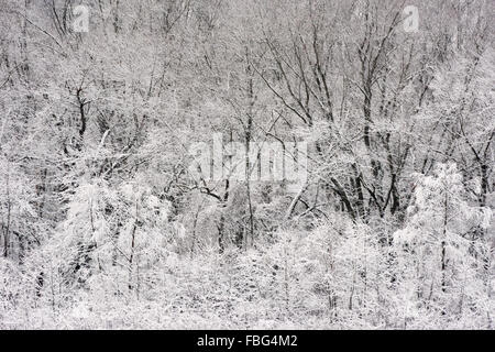 Schneebedeckte Bäume am Rande eines Waldes in Marion County, Indiana Stockfoto