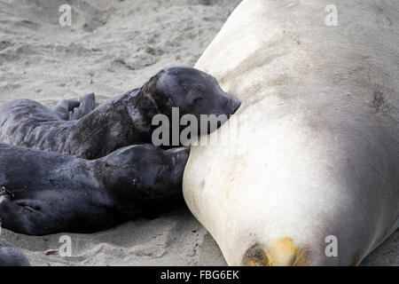 See-Elefant Welpen Stockfoto